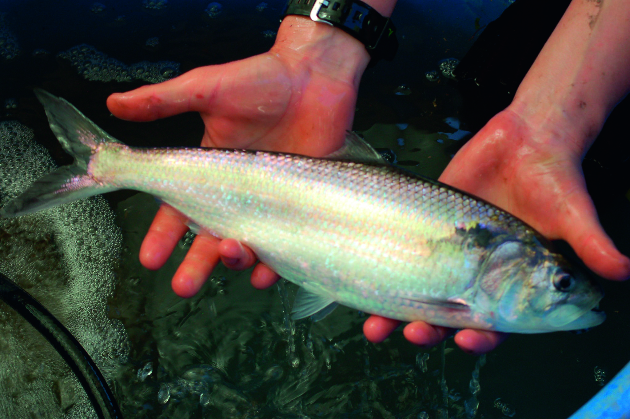 Key to conservation What's What Magazine